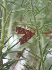 Musotima nitidalis
