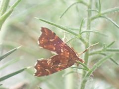 Musotima nitidalis