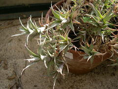 Deuterocohnia digitata