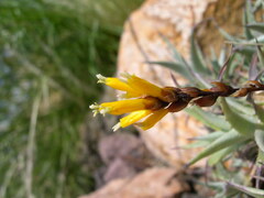 Deuterocohnia digitata