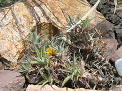 Deuterocohnia digitata