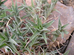 Deuterocohnia digitata