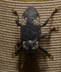 Heilus