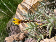Deuterocohnia digitata