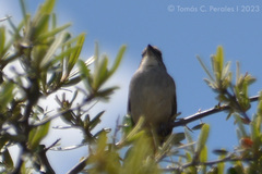 Rhynchospiza strigiceps