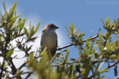 Rhynchospiza strigiceps