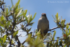 Rhynchospiza strigiceps