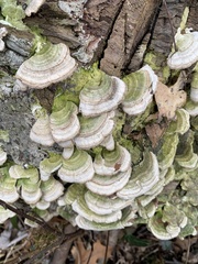 Fungi