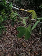 Cnidoscolus aconitifolius