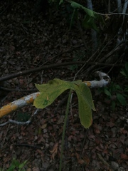 Cnidoscolus aconitifolius
