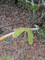Cnidoscolus aconitifolius