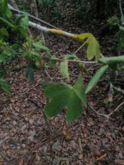 Cnidoscolus aconitifolius