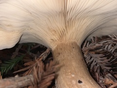 Leucopaxillus gentianeus