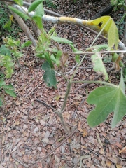 Cnidoscolus aconitifolius