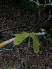 Cnidoscolus aconitifolius