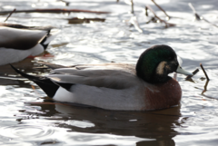 Anas platyrhynchos × Mareca americana
