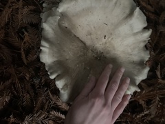 Leucopaxillus gentianeus