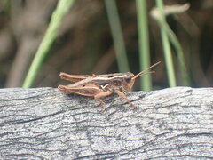 Phaulacridium marginale