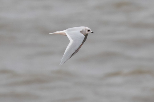 Ross's Gull, photo 7 of 10