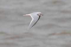 Ross's Gull photo 5