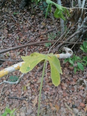 Cnidoscolus aconitifolius