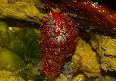 Spurilla braziliana