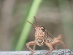 Phaulacridium marginale