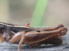 Phaulacridium marginale