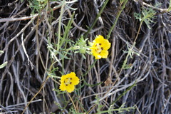 Scyphanthus elegans