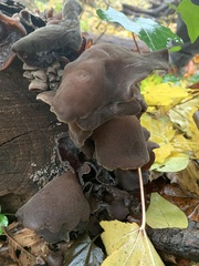 Fungi