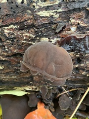 Fungi