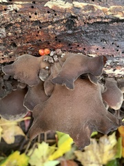 Fungi