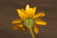 Arnica chamissonis