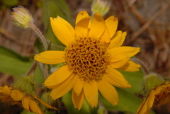 Arnica chamissonis