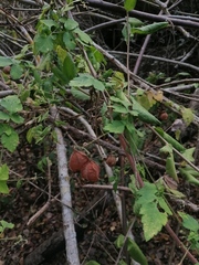 Cardiospermum corindum