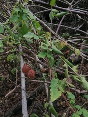 Cardiospermum corindum