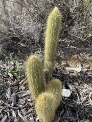 Bergerocactus emoryi