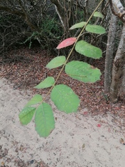 Comocladia macrophylla