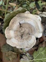Fungi