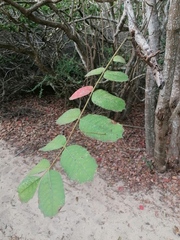 Comocladia macrophylla