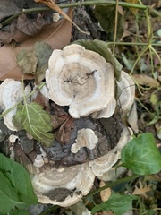 Fungi