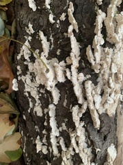 Fungi