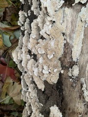 Fungi