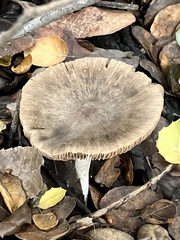 Coprinopsis uliginicola