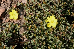 Hibbertia diffusa
