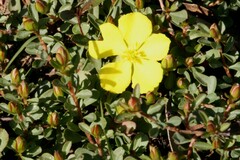 Hibbertia diffusa