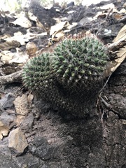 Mammillaria karwinskiana
