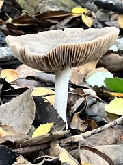 Coprinopsis uliginicola