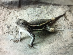 Sceloporus virgatus