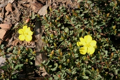Hibbertia diffusa